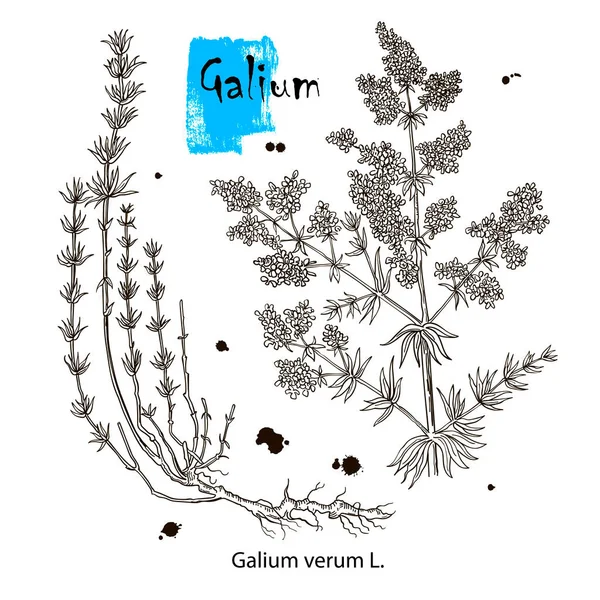 Galium Physocarpum Botanische Zeichnung Botanische Pflanzenillustration Vintage Sketch Über Heilkräuter — Stockvektor