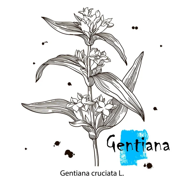 Gentian Gyógynövény Kézzel Rajzolt Botanikai Vektor Illusztráció — Stock Vector