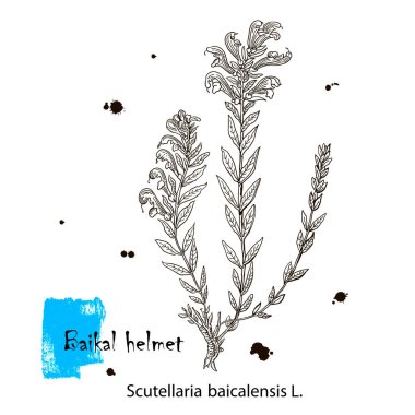 Scutellaria baicalensis - Sibirya bitkileri. Vektör elle çizilmiş bitki. Botanik bitki çizimi. Klasik şifalı bitki taslağı..