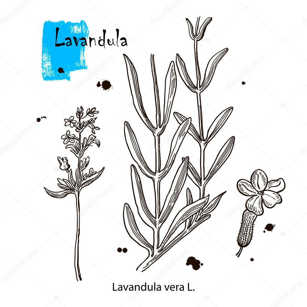 lavender flower. Floral botanical flower. Isolated illustration element. Vector hand drawing wildflower for background.