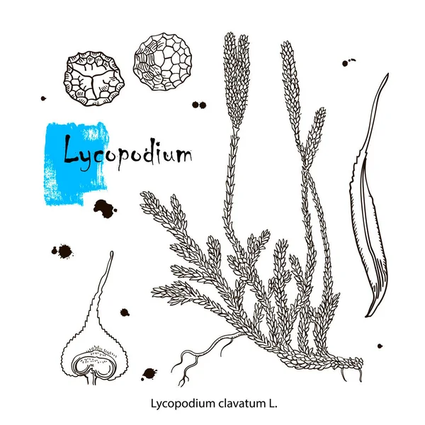 Lycopodium Veya Ground Pines Veya Creeping Sedar Klasik Botanik Illüstrasyon — Stok Vektör