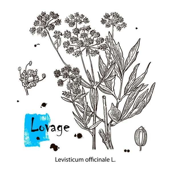 Lovage Levisticum Officinale Culinaire Geneeskrachtige Kruid Handgetekende Botanische Vectorillustratie — Stockvector