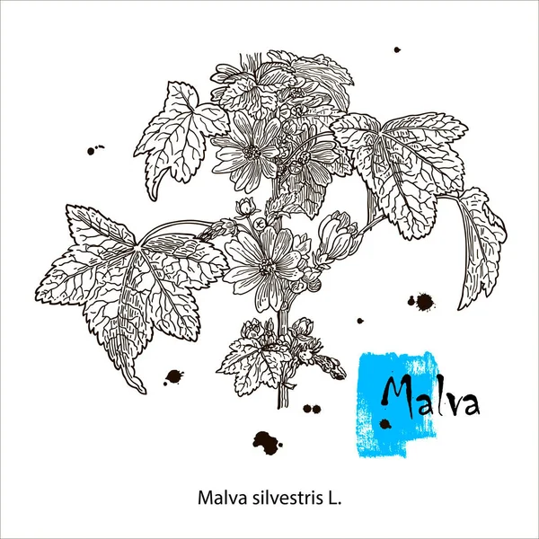 Obyčejný Mallow Nebo Malva Sylvestris Květinami Vyrytým Reliéfem Botanická Ilustrace — Stockový vektor