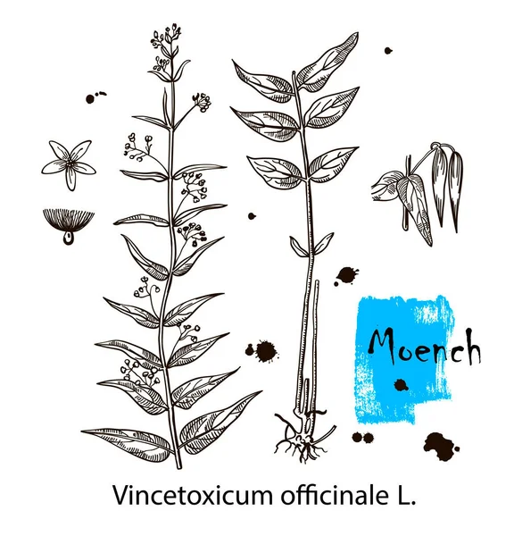 Moench Vincetoxicum Officinale Vector Hand Drawn Herb Botanical Plant Illustration — Stock Vector
