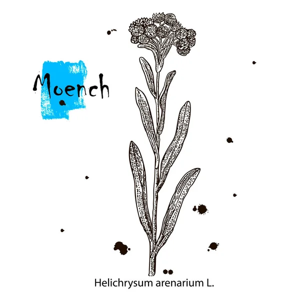 Moench Vincetoxicum Officinale Vector Hand Getrokken Kruid Botanische Plant Illustratie — Stockvector