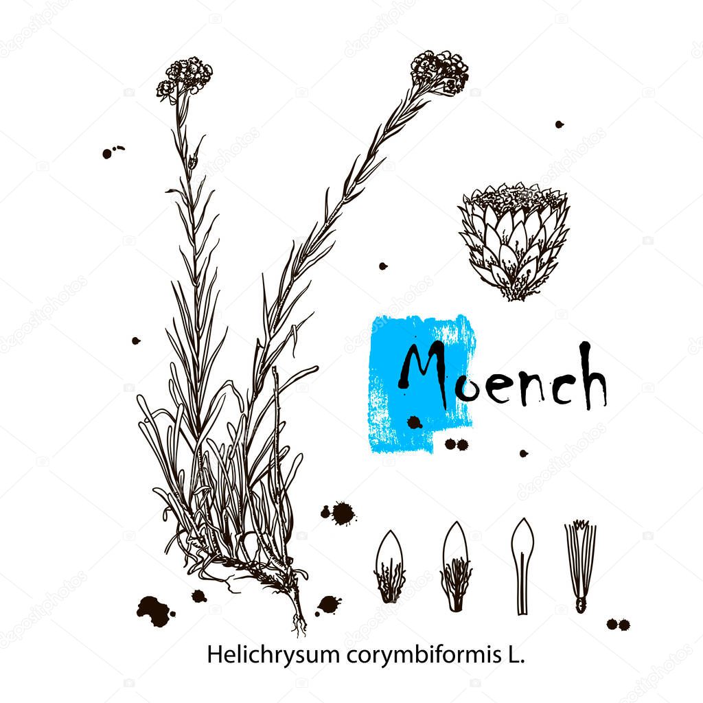 Moench. Vincetoxicum officinale. Vector hand drawn herb. Botanical plant illustration. Vintage medicinal herb sketch.