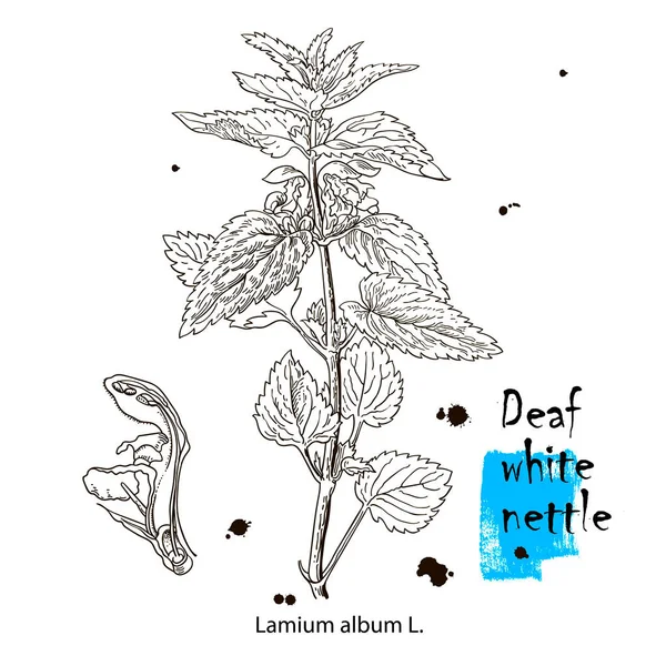 Nettie Vektorová Kresba Izolovaná Lékařská Rostlina Listy Bylinný Rytý Styl — Stockový vektor