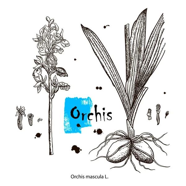 Vektor Gambar Tanaman Obat Ilustrasi Botani Rinci Untuk Desain Anda - Stok Vektor