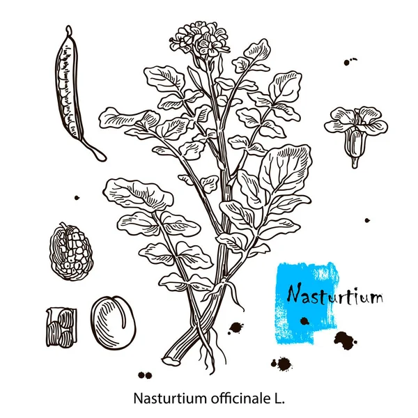 Nasturtium officinale, tanaman obat air. Ilustrasi vektor botani gambar tangan - Stok Vektor