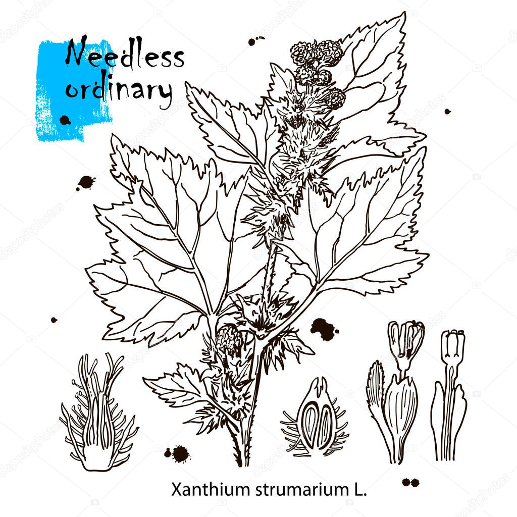 Outline drawing of a needless. A plant hand drawing. Black and white flowers and leaves. Botanical vector illustration.