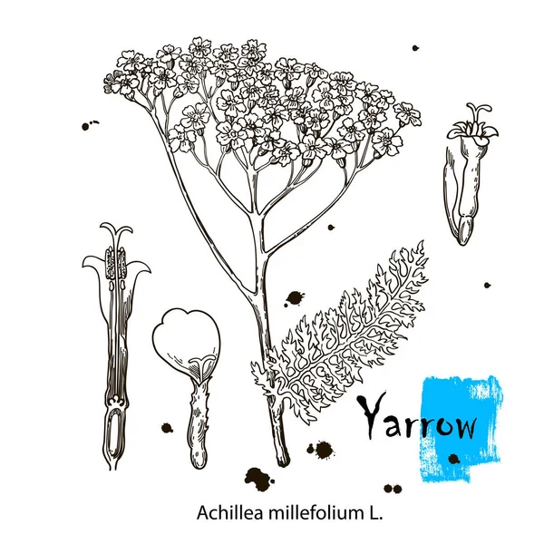 Yarrow. Vector planta dibujada a mano. Ilustración de plantas botánicas. Bosquejo de planta medicinal vintage. — Archivo Imágenes Vectoriales