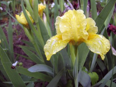 Bahçede renkli irisler, çok yıllık bahçe. Bahçıvanlık. Ukrayna Bahçesi 'nde sarı irislerden oluşan sakallı iris grubu..