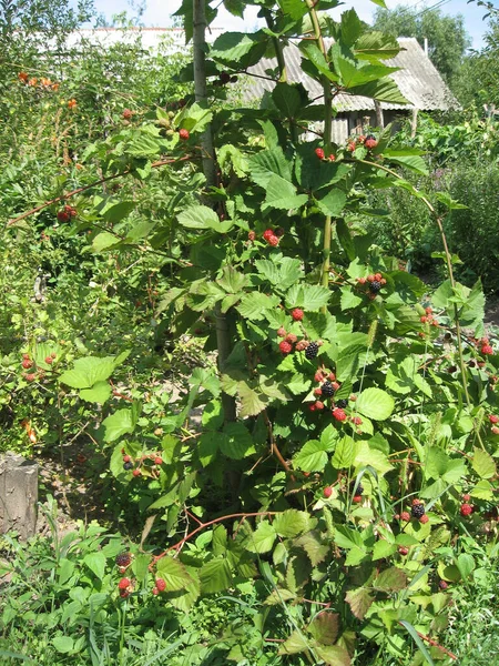 Блекбері росте в саду. Дозріла і неспіла чорниця на задньому плані ягоди. Природна аптека. Органічна їжа. — стокове фото