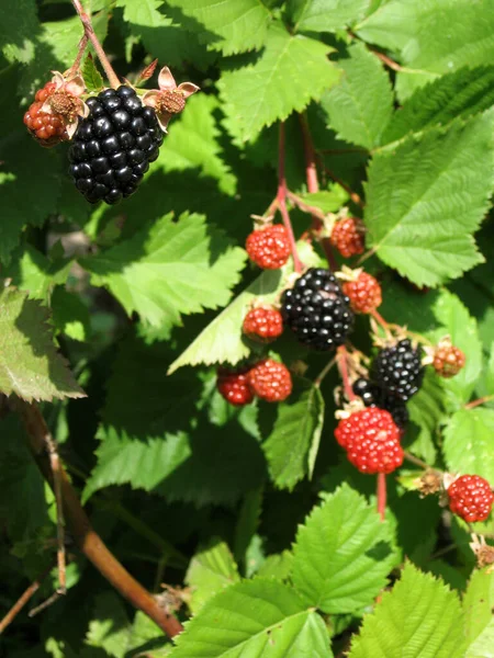 Blackberry grows in the garden. Ripe and unripe blackberry on a background of berry bush. Natural pharmacy. Organic food.