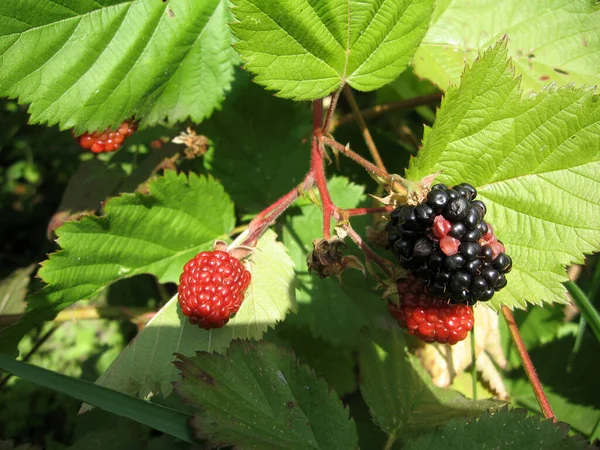 Blackberry crece en el jardín. Mora madura e inmadura sobre un fondo de arbusto de bayas. Farmacia natural. Alimentos ecológicos. —  Fotos de Stock