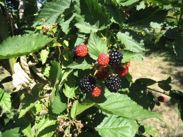 Björnbär växer i trädgården. Mogna och omogna björnbär på en bakgrund av bärbuske. Naturligt apotek. Ekologiska livsmedel. — Stockfoto