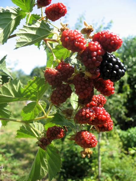 Blackberry grows in the garden. Ripe and unripe blackberry on a background of berry bush. Natural pharmacy. Organic food.