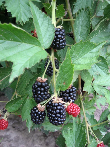 Blackberry grows in the garden. Ripe and unripe blackberry on a background of berry bush. Natural pharmacy. Organic food.