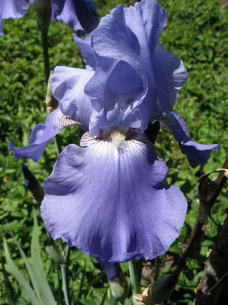 Gruppe Blauer Schwertlilien Ukrainischen Garten Staudengarten Gartenarbeit Bärtige Iris — Stockfoto