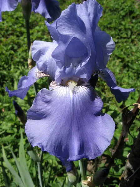 Group Blue Irises Ukrainian Garden Perennial Garden Gardening Bearded Iris — Stock Photo, Image