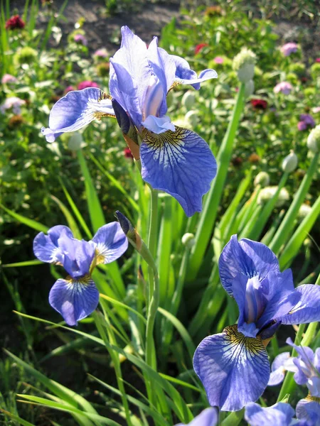 Bahçede renkli irisler, çok yıllık bahçe. Bahçıvanlık. Ukrayna Bahçesi 'ndeki mavi irislerden oluşan sakallı bir grup. İris Sibiryası — Stok fotoğraf
