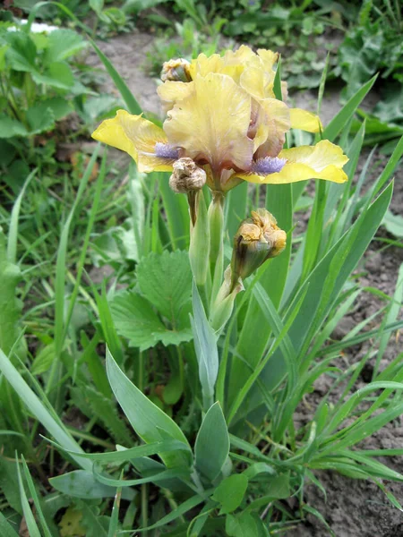 庭のカラフルな虹彩、多年生の庭。ガーデニング。ひげそり虹彩ウクライナの庭で黄色の虹彩のグループ. — ストック写真