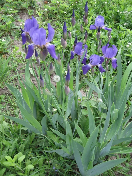 Bahçede renkli irisler, çok yıllık bahçe. Bahçıvanlık. Ukrayna Bahçesi 'nde sakallı bir iris grubu.. — Stok fotoğraf