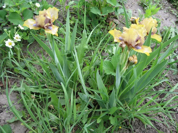 Iris coloridos en el jardín, jardín perenne. Jardinería. Iris barbudo Grupo de iris amarillos en el Jardín Ucraniano. —  Fotos de Stock