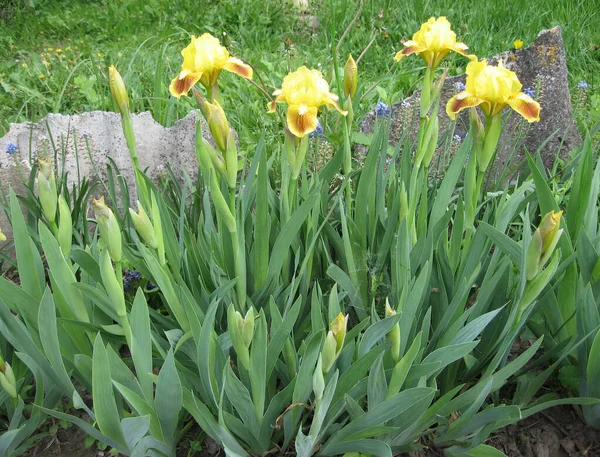 Bahçede renkli irisler, çok yıllık bahçe. Bahçıvanlık. Ukrayna Bahçesi 'nde sarı irislerden oluşan sakallı iris grubu.. — Stok fotoğraf