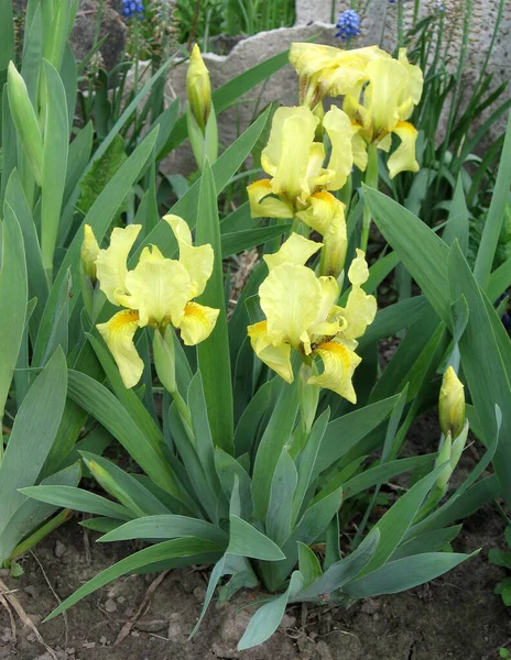 Bahçede renkli irisler, çok yıllık bahçe. Bahçıvanlık. Ukrayna Bahçesi 'nde sarı irislerden oluşan sakallı iris grubu.. — Stok fotoğraf