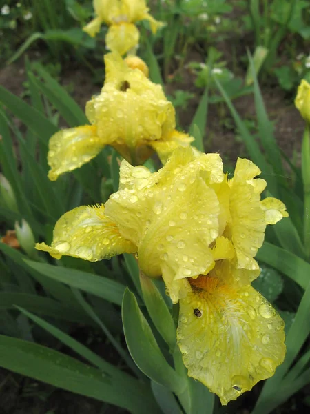 Colorful irises in the garden, perennial garden. Gardening. Bearded iris Group of yellow irises in the Ukrainian Garden. — Stock Photo, Image