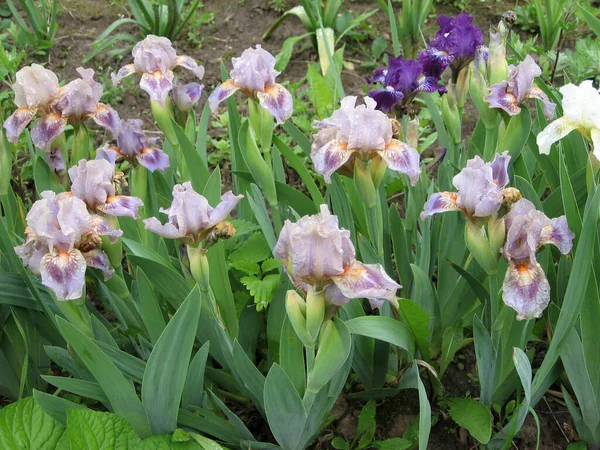 Bahçede renkli irisler, çok yıllık bahçe. Bahçıvanlık. Ukrayna Bahçesi 'nde sakallı bir iris grubu.. — Stok fotoğraf