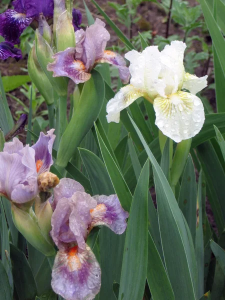 庭のカラフルな虹彩、多年生の庭。ガーデニング。ひげそり虹彩ウクライナの庭で青い虹彩のグループ. — ストック写真