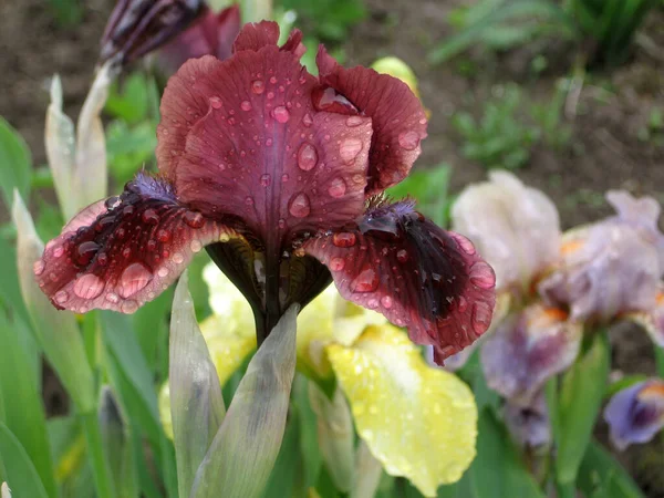 庭のカラフルな虹彩、多年生の庭。ガーデニング。ひげそり虹彩ウクライナの庭で紫色の虹彩のグループ. — ストック写真