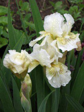 Ukrayna Bahçesi 'nde bir grup beyaz iris, daimi bahçe. Bahçıvanlık. Sakallı zambak. Iris marsh. Yağmurdan sonra