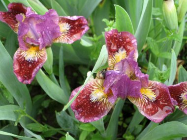 Ukrayna Bahçesi 'nde bir grup mor iris, daimi bahçe. Bahçıvanlık. Sakallı zambak. Yağmurdan sonra