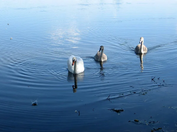 Małe Stado Łabędzi Żywiących Się Wiejskim Jeziorem Ukrainie Łabędzie Kręgosłupy — Zdjęcie stockowe