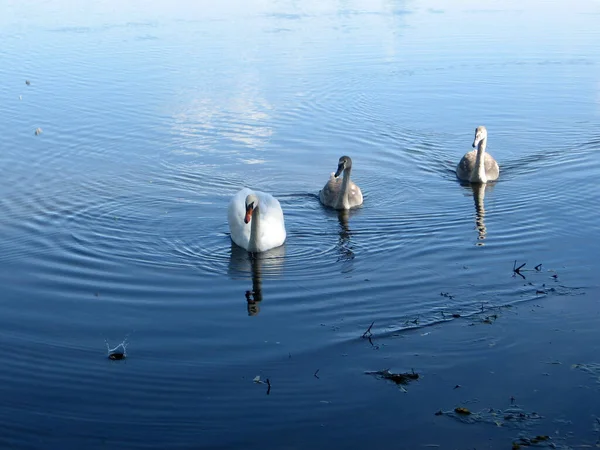 Liten Svanflock Som Livnär Sig Landsbygdssjö Ukraina Svanar Ryggar Vuxna — Stockfoto