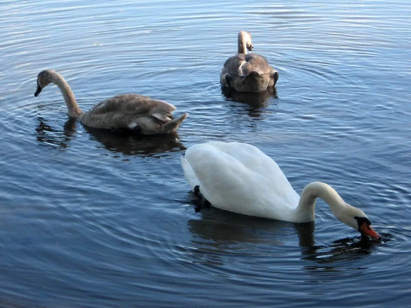 Una Pequeña Bandada Cisnes Alimentándose Lago Rural Ucrania Cisnes Espinas — Foto de Stock