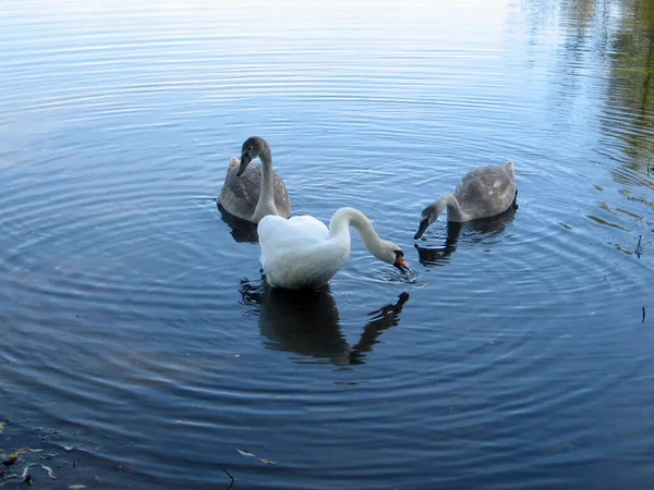 Невелика Зграя Лебедів Харчується Сільському Озері Україні Лебеді Дорослі Їхні — стокове фото