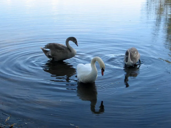 Una Pequeña Bandada Cisnes Alimentándose Lago Rural Ucrania Cisnes Espinas —  Fotos de Stock