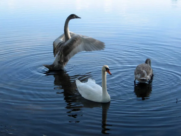 ウクライナの田舎の湖での白鳥の餌の小さな群れ 白鳥は大人と子供に迷惑をかける — ストック写真