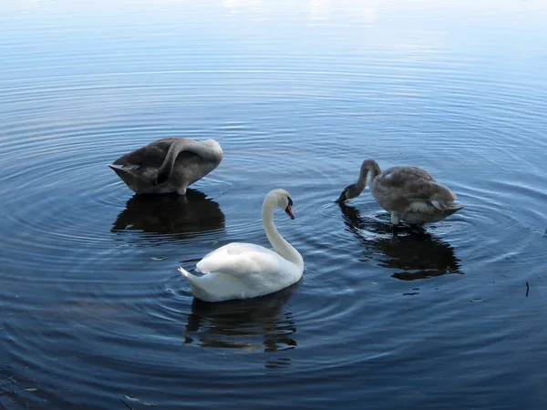 Una Pequeña Bandada Cisnes Alimentándose Lago Rural Ucrania Cisnes Espinas —  Fotos de Stock