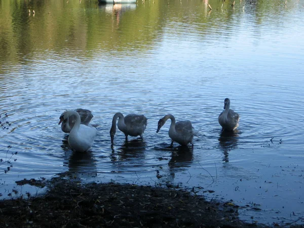ウクライナの田舎の湖での白鳥の餌の小さな群れ 白鳥は大人と子供に迷惑をかける — ストック写真