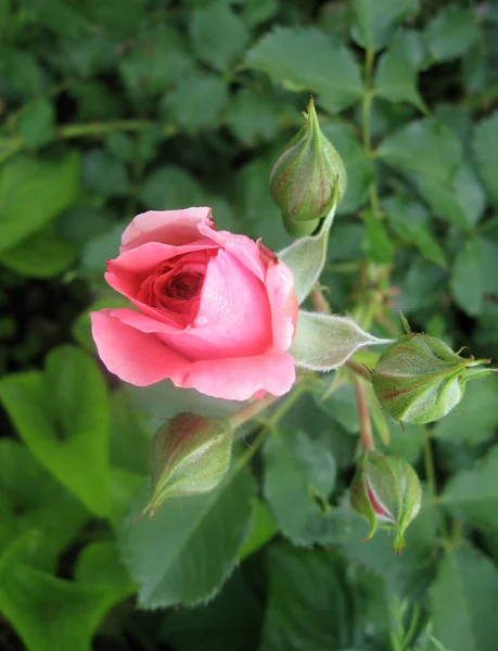 夏に庭のバラの茂みにピンク色のバラの花を咲かせます ウクライナの庭付け — ストック写真