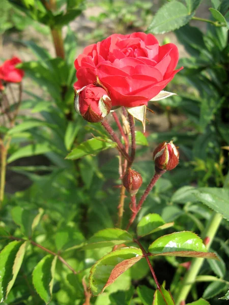 夏に庭のバラの茂みにピンク色のバラの花を咲かせます ウクライナの庭付け — ストック写真
