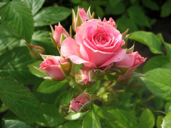 Rosa Rosenblommor Rosenbusken Trädgården Sommaren Trädgårdsodling Ukraina — Stockfoto