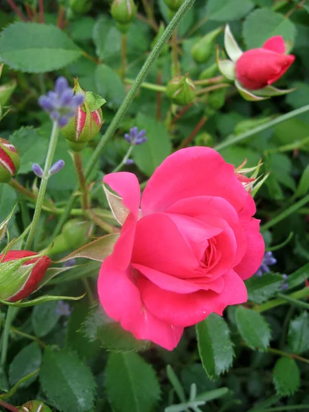 Rosa Rosenblommor Rosenbusken Trädgården Sommaren Trädgårdsodling Ukraina — Stockfoto