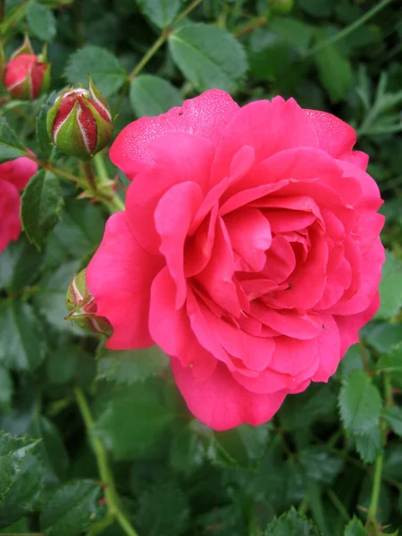Rosa Rosenblommor Rosenbusken Trädgården Sommaren Trädgårdsodling Ukraina — Stockfoto