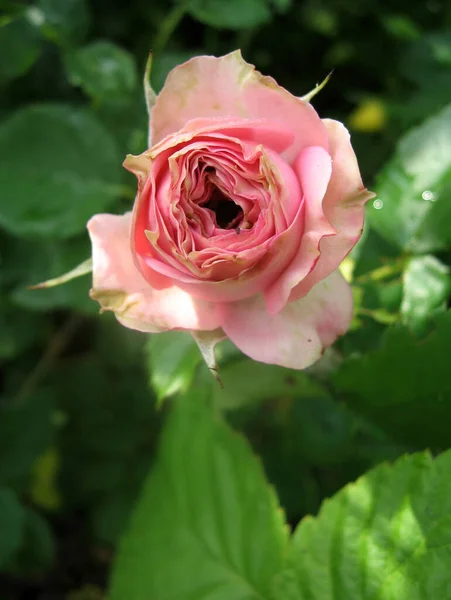 Rosa Flores Rosas Rosal Jardín Verano Jardinería Ucrania — Foto de Stock